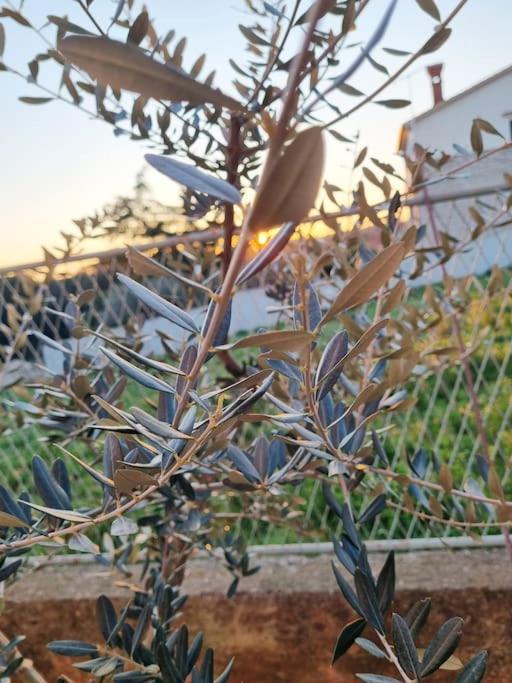 Chi Chi Daire Pula Dış mekan fotoğraf